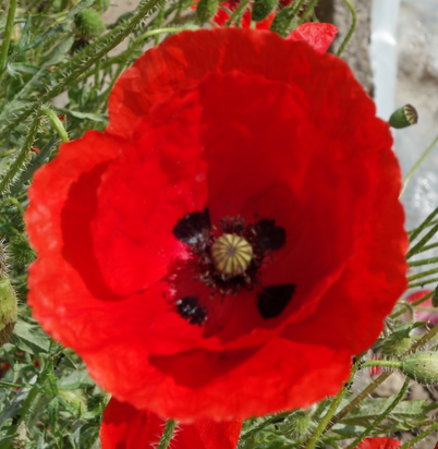 Le grand coquelicot de la fleur au fruit Planet Vie